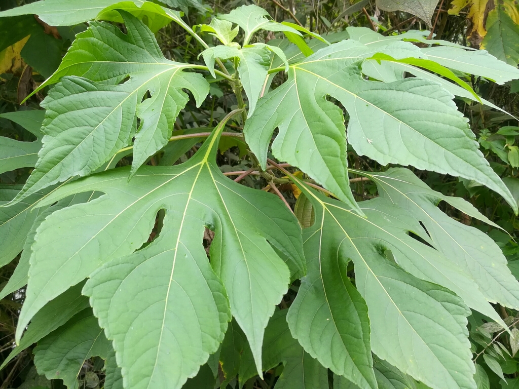 Botón de Oro (Tithonia diversifolia) · NaturaLista Colombia