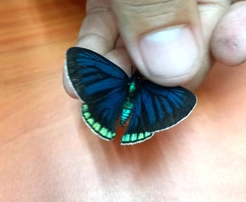 Mexican Cycadian