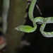 Oriental Whipsnake - Photo (c) frostioe, all rights reserved