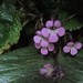 Streptocarpus denticulatus - Photo (c) Warren McCleland, all rights reserved, uploaded by Warren McCleland