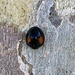 photo of Twice-struck Lady Beetle (Axion plagiatum)