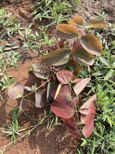 African Copaiba Balsam Tree