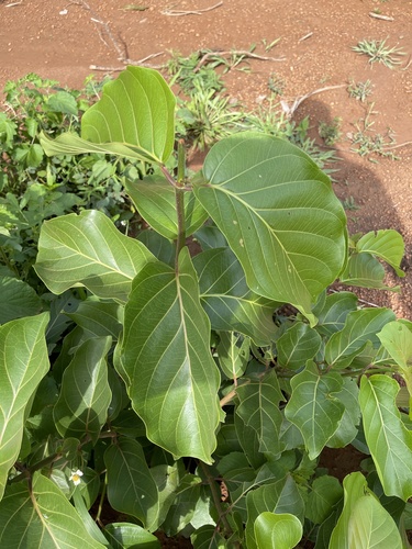 African peach