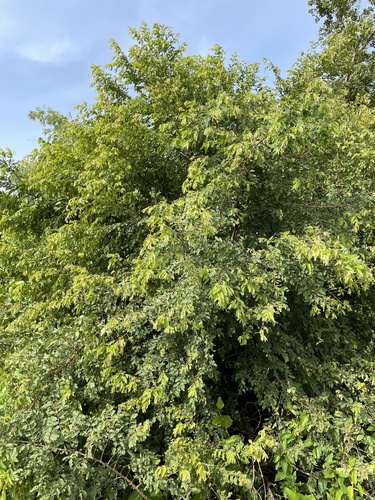 Terminalia leiocarpa