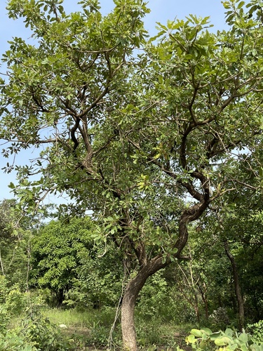 Shea Tree