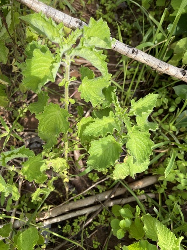 Wide Spikenard