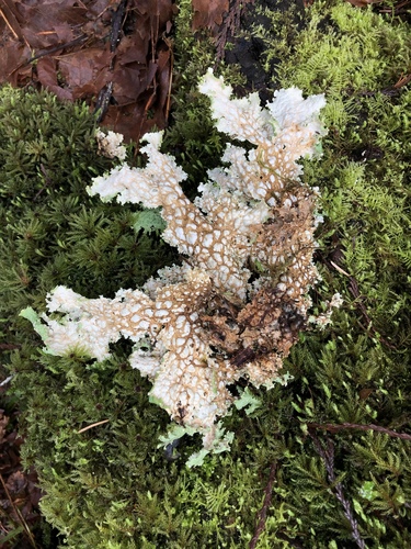 Lettuce Lichen