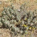 Astragalus parnassi calabricus - Photo 由 Gianluca Congi🪶🦆🌲 所上傳的 (c) Gianluca Congi🪶🦆🌲，保留所有權利