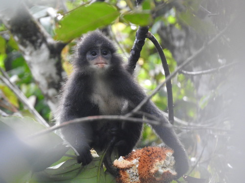 Black Sumatran Langur (Presbytis sumatrana) — Endangered Mammalia