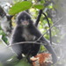 Presbytis sumatrana - Photo (c) m choi azis, כל הזכויות שמורות, uploaded by m choi azis