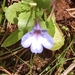 Solenopsis bicolor - Photo (c) Amar Saci, todos os direitos reservados, uploaded by Amar Saci