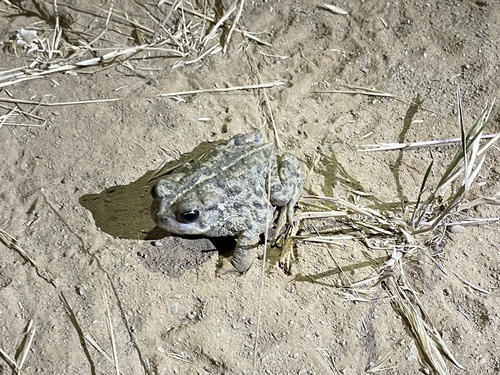 iNaturalist observation photo of Western Toad