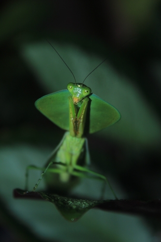 Mantidae image
