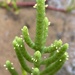 Salicornia bigelovii - Photo (c) Bryan Ames, όλα τα δικαιώματα διατηρούνται, uploaded by Bryan Ames