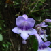 Streptocarpus grandis - Photo (c) Warren McCleland, all rights reserved, uploaded by Warren McCleland