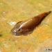 Gastromyzontidae - Photo (c) Marco Plebani, todos os direitos reservados