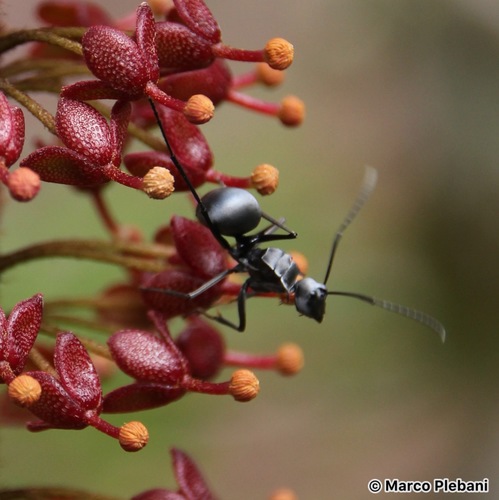 霜多刺蚁Polyrhachis pruinosa
