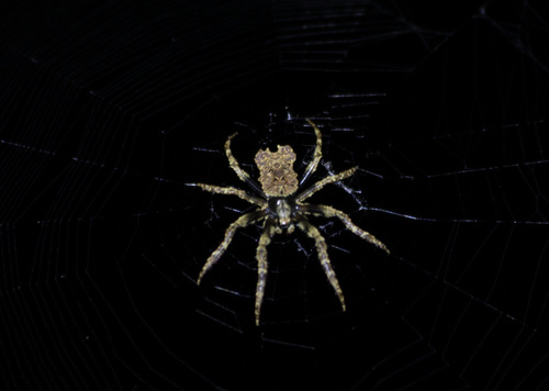 Poltys corticosus