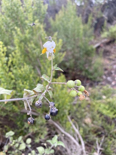 iNaturalist observation photo of greenspot nightshade