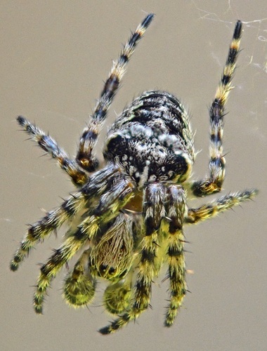 Fierce Orbweaver