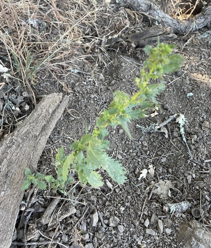 iNaturalist observation photo of Dwarf Nettle