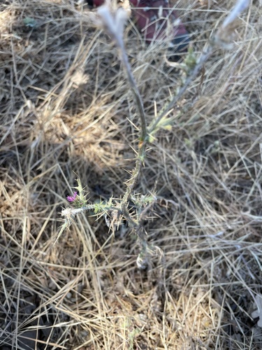 iNaturalist observation photo of Italian thistle
