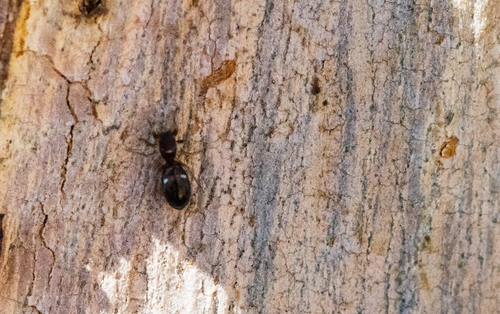 photo of Ground And Ant-mimic Sac Spiders (Corinnidae)