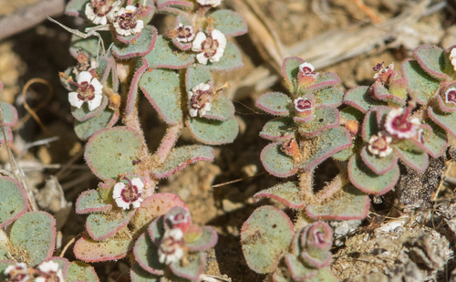 photo of Smallseed Sandmat (Euphorbia polycarpa)