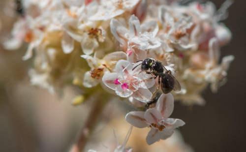 photo of Metallic Sweat Bees (Dialictus)