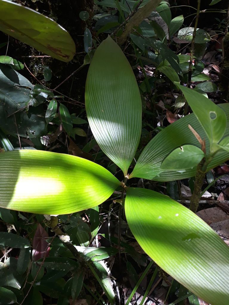 Zamia amplifolia  iNaturalist