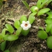 Codonanthe devosiana - Photo (c) Palhas, all rights reserved, uploaded by Palhas
