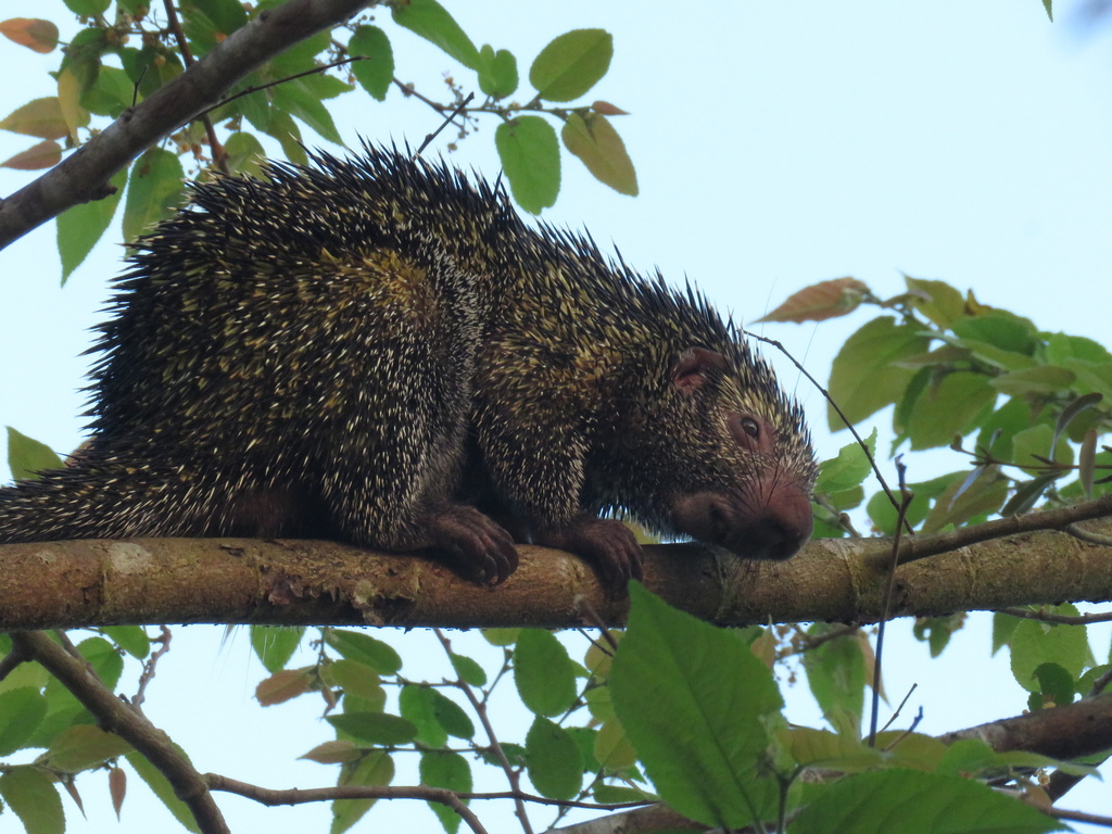 Andean Porcupine (Coendou quichua) · iNaturalist