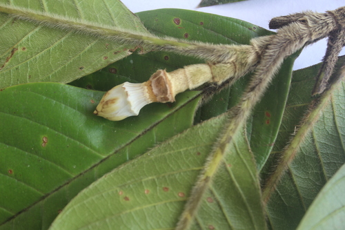 Magnolia calimaensis · iNaturalist