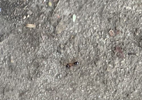 photo of Carpenter And Sugar Ants (Camponotus)