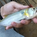 Acestrorhynchus falcatus - Photo (c) Victor Ângelo, כל הזכויות שמורות, הועלה על ידי Victor Ângelo