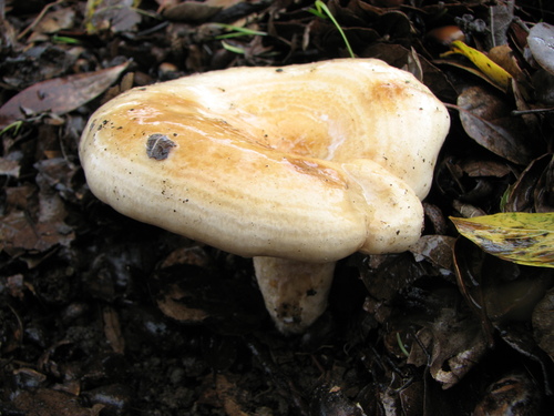 golden milkcap