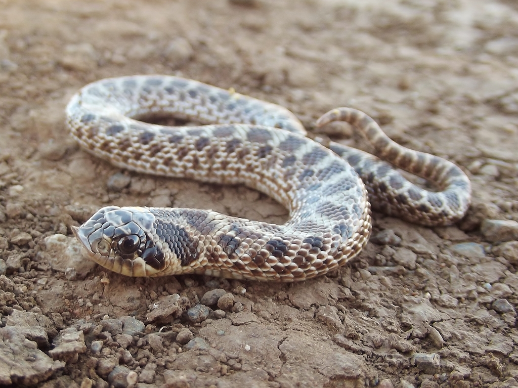 Mexican Hognose Snake in October 2013 by thamnelegans24 · iNaturalist