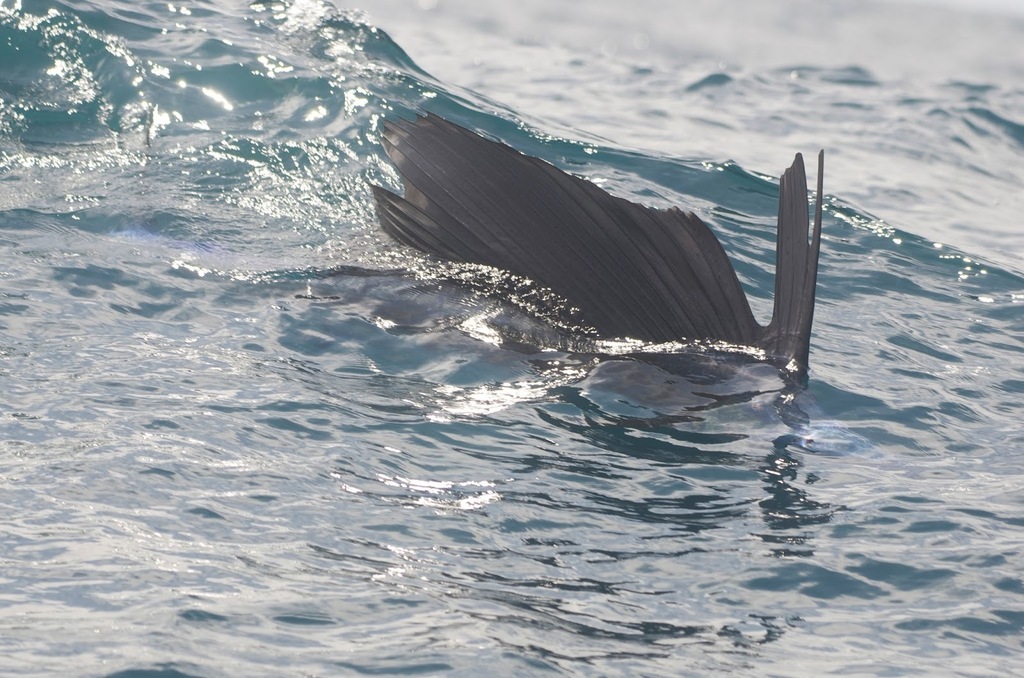 Pacific sailfish