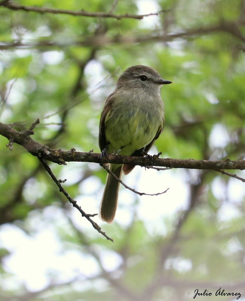 Greenish Elaenia photo