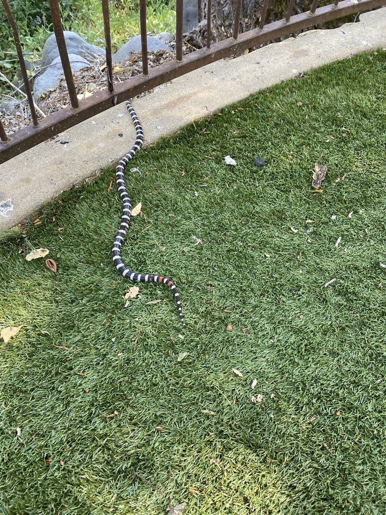 California Mountain Kingsnake In June 2021 By Laura Bliss INaturalist   Large 