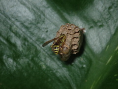 Image of Mischocyttarus costaricensis