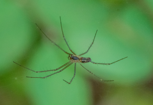 photo of Sierra Dome Spider (Neriene litigiosa)