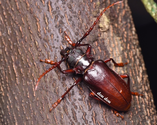 Dorysthenes fossatus