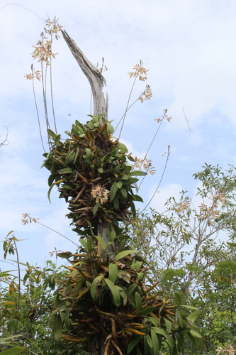 Christina’s Ant-loving Orchid