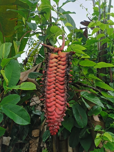 Heliconia mariae image
