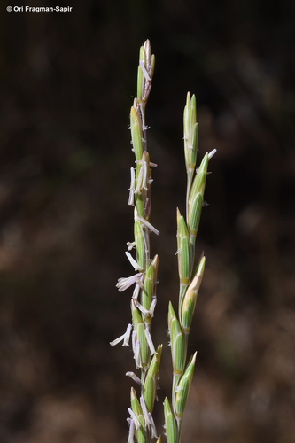 Thinopyrum intermedium ssp. intermedium
