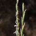 Intermediate Wheatgrass - Photo (c) Ori Fragman-Sapir, all rights reserved, uploaded by Ori Fragman-Sapir