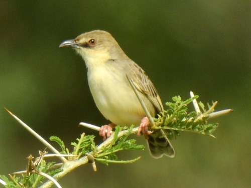 Croaking Cisticola