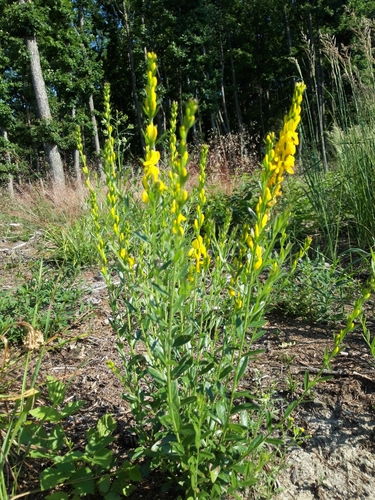 Dyer's Greenweed