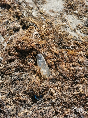 photo of Portuguese Man O' War (Physalia physalis)